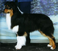 a well breed Australian Shepherd dog